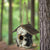 Birdhouse - Birch Tree and Bear